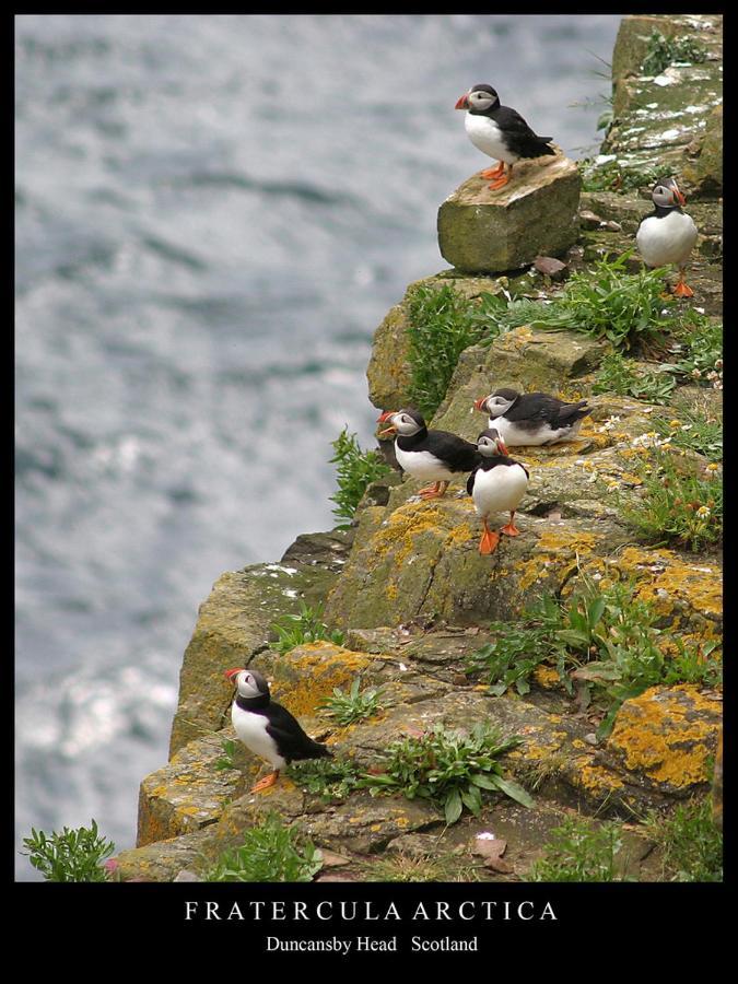 Puffin Cottage John o' Groats Buitenkant foto